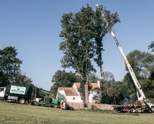 Safe Crane Tree Removal