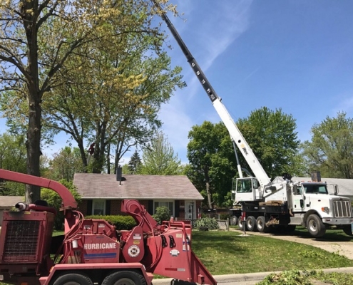 tree removal service
