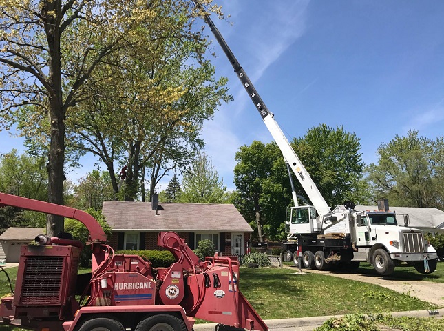 tree removal service