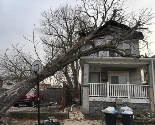 Tree Removal near me