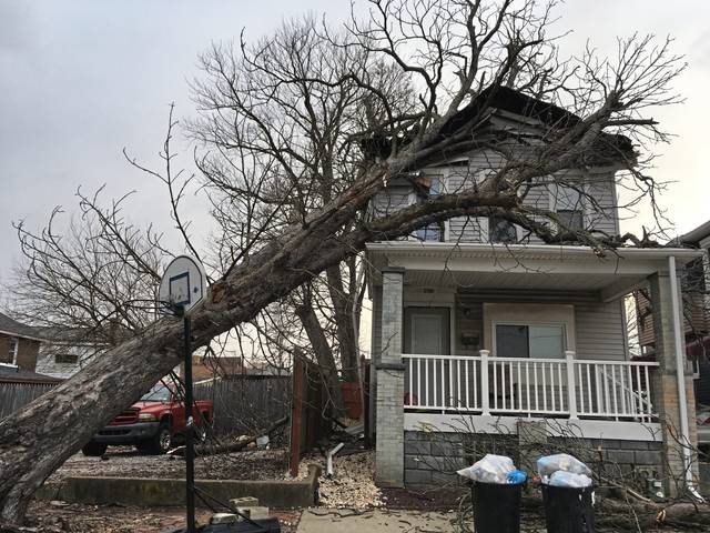 Rochester Tree Removal