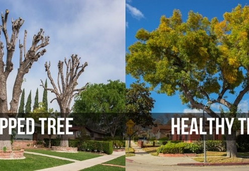 Tree Service Western NY