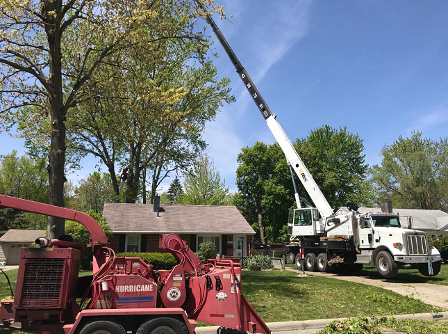 Crane Tree Removal