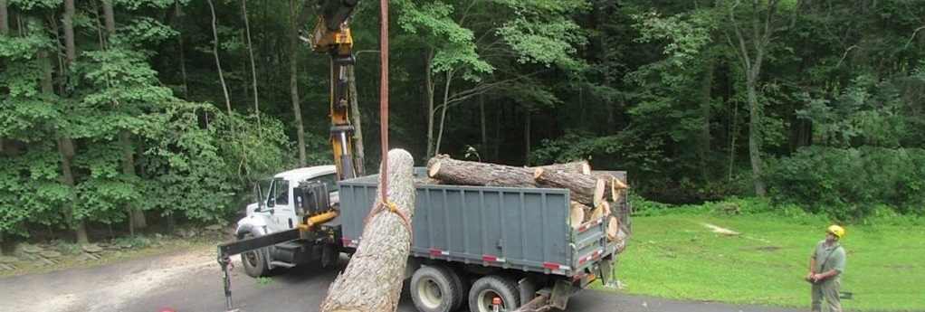 Rochester Tree Removal