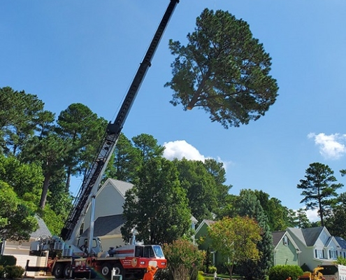 Arborist service