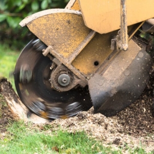 Stump grinding