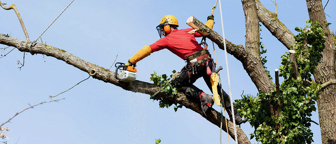 Tree Pruning Rochester NY