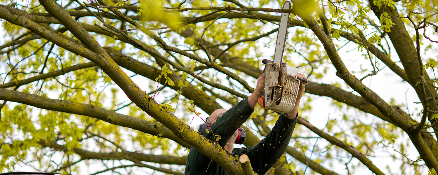 Rochester Tree Removal