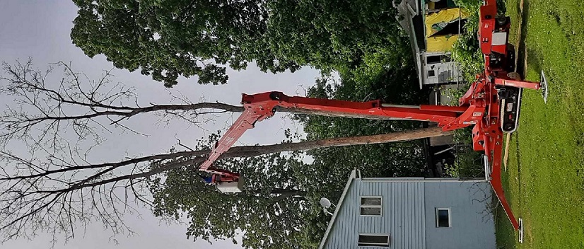 Crane removal tree service
