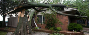 Emergency tree service Rochester NY