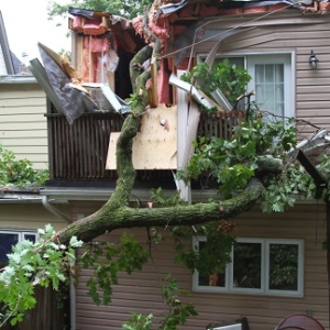 emergency tree service rochester ny