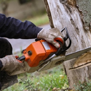 Tree service Rochester ny